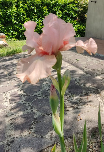 Rizoma ibrido iris - iris, rosa