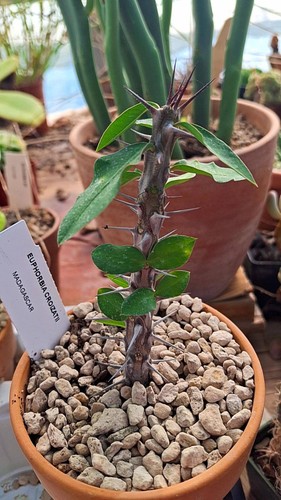 Euphorbia croizatii