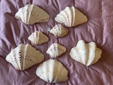 Tridacna Gigante - Set 3