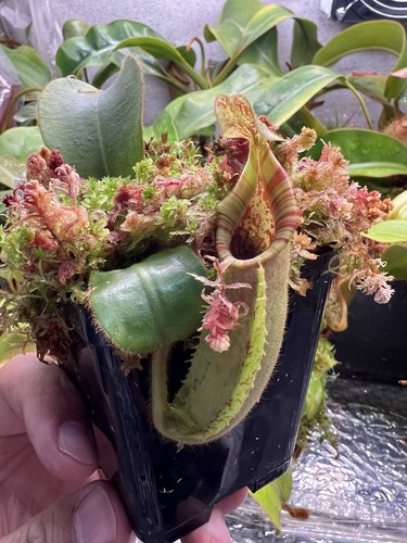 Nepenthes veitchii bario - nepenthes,