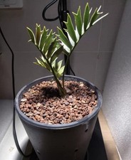 1,5 ± raro Encephalartos