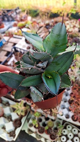 Agave titanota black and blue - titanota,