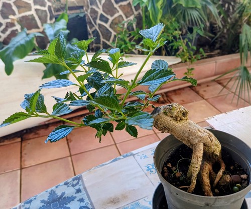 Pre bonsai lantana camara - di,