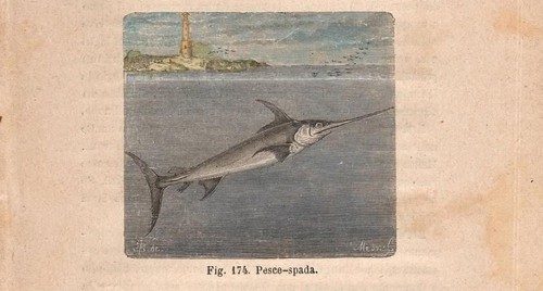 Stampa pesce spada - pesce, xiphias