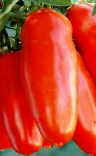 Pomodoro san marzano - marzano, gigante