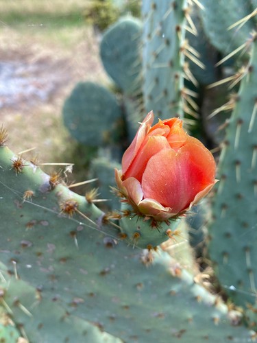 Opuntia linguiformis talea - linguiformis,