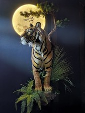 Finta tassidermia tigre