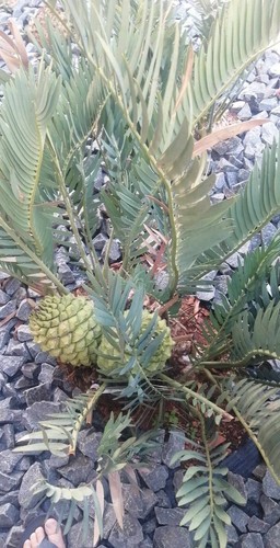 Encephalartos nubimontanus 1 - encephalartos, nubimontanus,