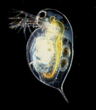STARTER INOCULO DAFNIA DAPHNIA