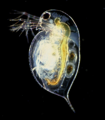 Starter inoculo dafnia - starter,