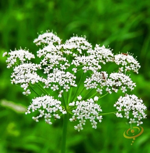 Semi anice biologico da - anice,