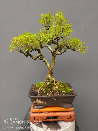 Bonsai serissa japonica - japonica, /