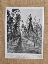 Una piantagione di luppolo nel 1934 coltivazione birra contadini su trampoli