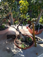 Bonsai Di Ulivo