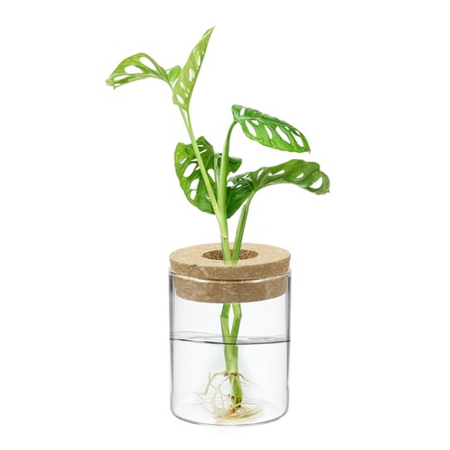 Confezione fioriera terrario - 1,