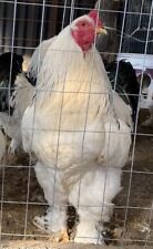 Uova Fertili, Feconde, Galline Razze Pesanti