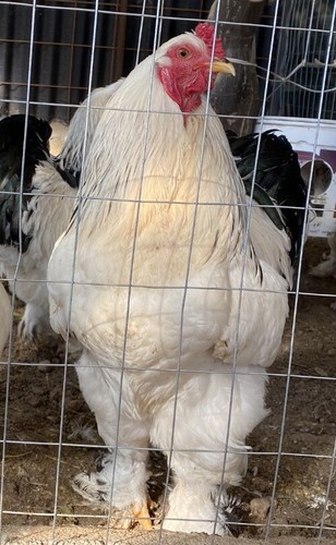 Uova fertili feconde - feconde,, galline