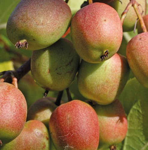Actinidia geneva femmina - geneva,