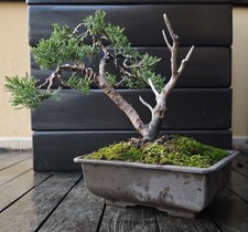 Bonsai di ginepro. Visita il