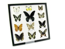 12 farfalle vere, imbottite, bellissime in vetrina - pezzo unico - A-12-mor-05