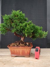 bonsai ginepro chinesis 28 cm