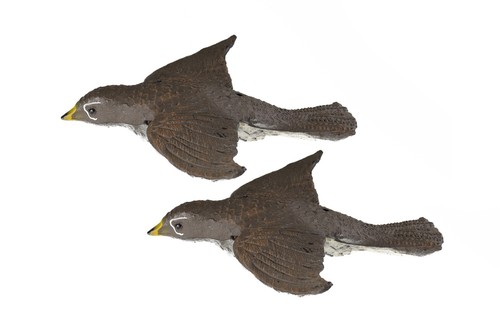 Coppia uccelli richiamo - uccelli,