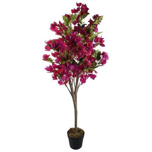 Albero bouganville rosa - albero, di