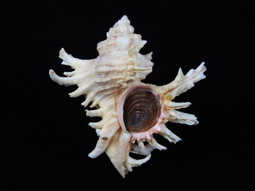 Sea shell chicoreus - sea, cornucervi