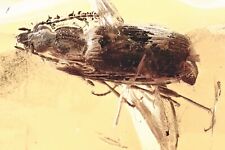 CARABEO TERRA Carabidae