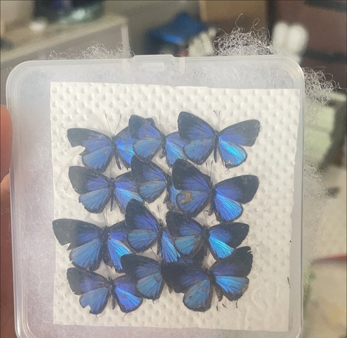 Esemplari farfalla blu - esemplari,