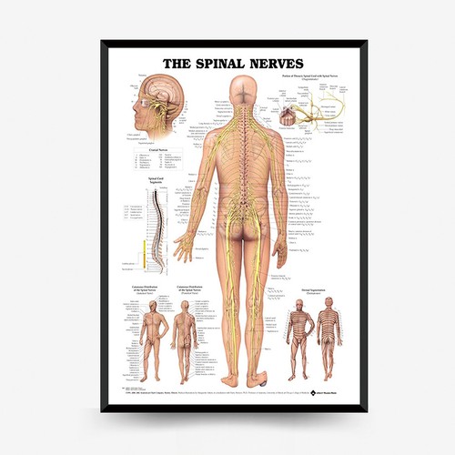 Nervi spinali anatomia - nervi,