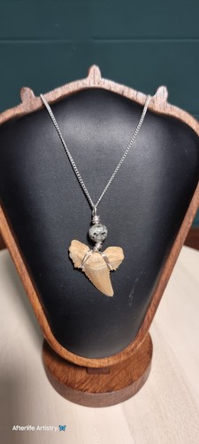 Fossil shark tooth - shark,