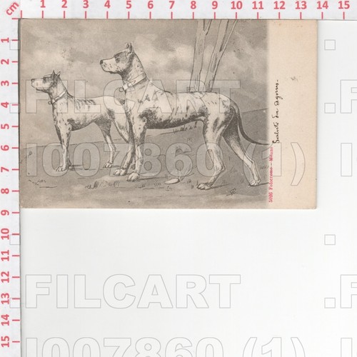 I7860 animali cane alano 1902 - animali,