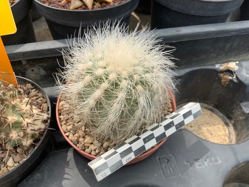 386 copiapoa krainziana - copiapoa,