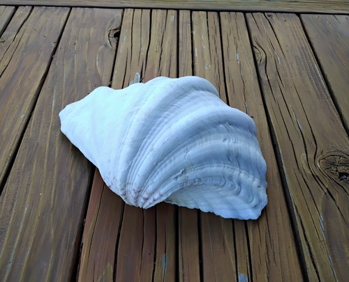 Guscio vongole gigante - guscio,