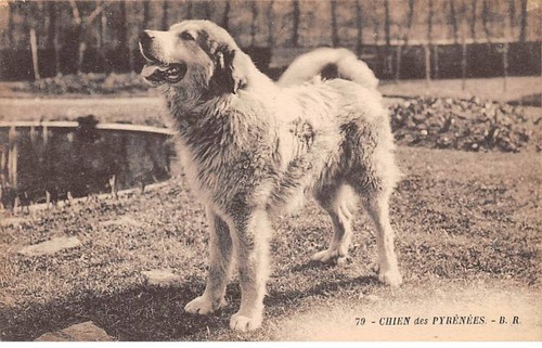 Animali 90918 cani - animali,