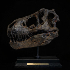 T Rex Replica Fossil Skull –