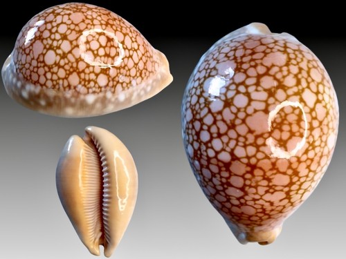 Cypraea callistocypraea - cypraea,,