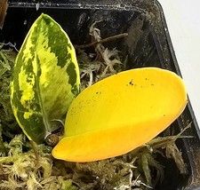Zamioculcas zamiifolia aurea - zamioculcas,