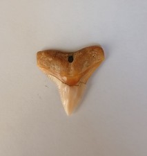 Dente squalo collana - di,