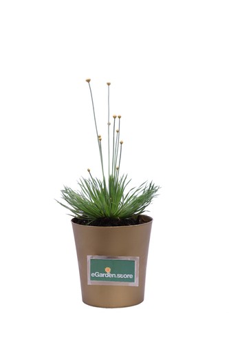 Pianta mikado syngonanthus - mikado,