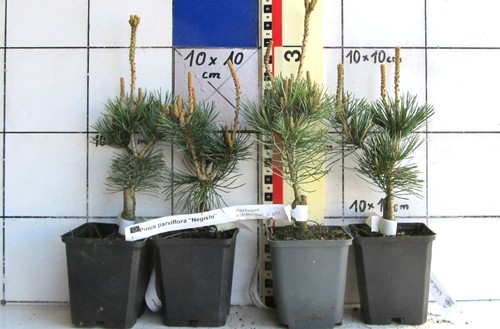 Pinus parviflora negishi - "negishi", ---