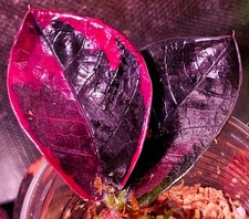 Rara Zamioculcas Zamiifolia