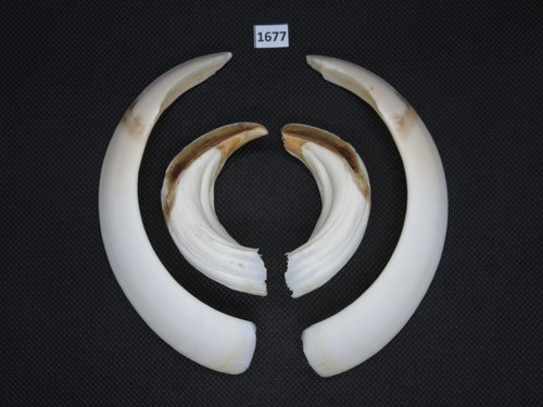 Wild boar tusks - , (no.