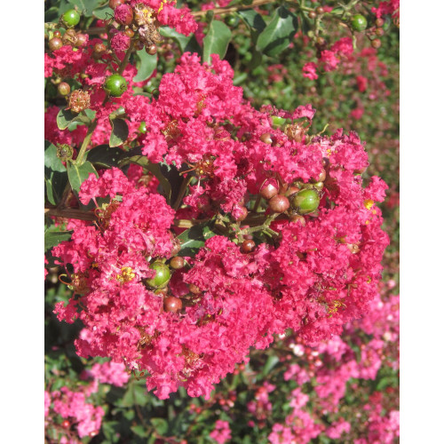 Lagerstroemia indica rosa - lagerstroemia,