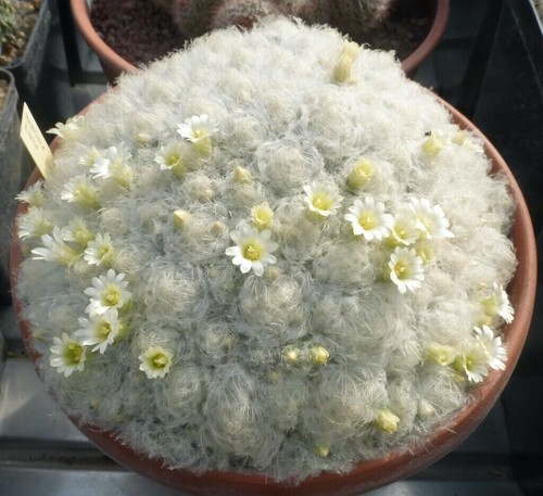 Mammillaria plumosa cactus - mammillaria,