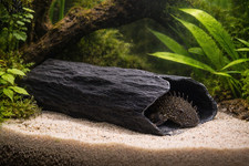 Grotta di allevamento Pleco a