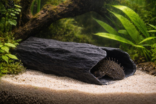 Grotta allevamento pleco a - di,