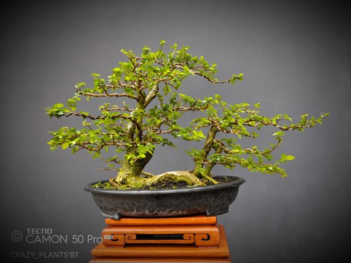 Bonsai asper streblus - bonsai,