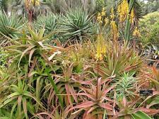 15 semi di Aloe rabaiensis 